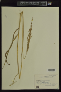 Paspalum dilatatum image