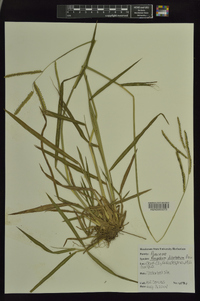 Paspalum dilatatum image