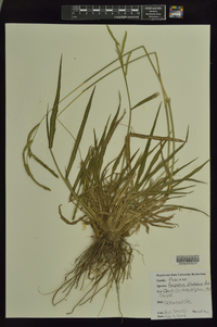 Paspalum dilatatum image