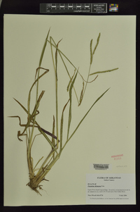 Paspalum dilatatum image