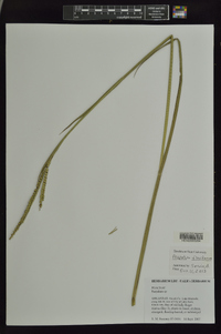 Paspalum floridanum image