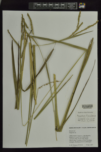 Paspalum floridanum image