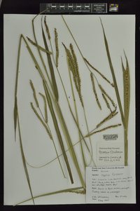 Paspalum floridanum image