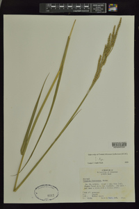 Paspalum floridanum image