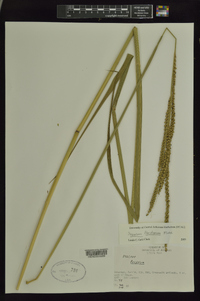 Paspalum floridanum image