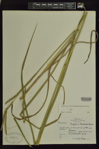 Paspalum floridanum image