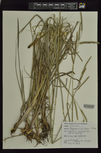 Paspalum floridanum image