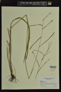 Paspalum laeve image