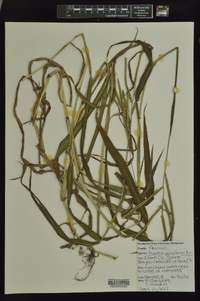 Paspalum pubiflorum image