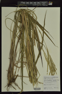 Paspalum urvillei image