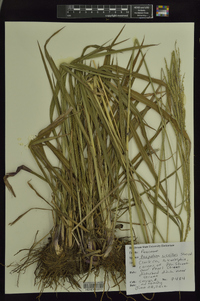 Paspalum urvillei image