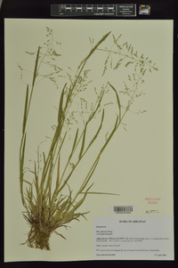 Poa sylvestris image