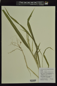 Rottboellia cochinchinensis image