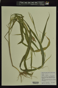 Rottboellia cochinchinensis image