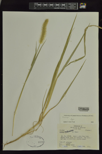 Setaria verticillata image