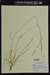 Sphenopholis intermedia image