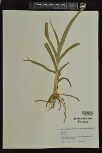 Zea mays image