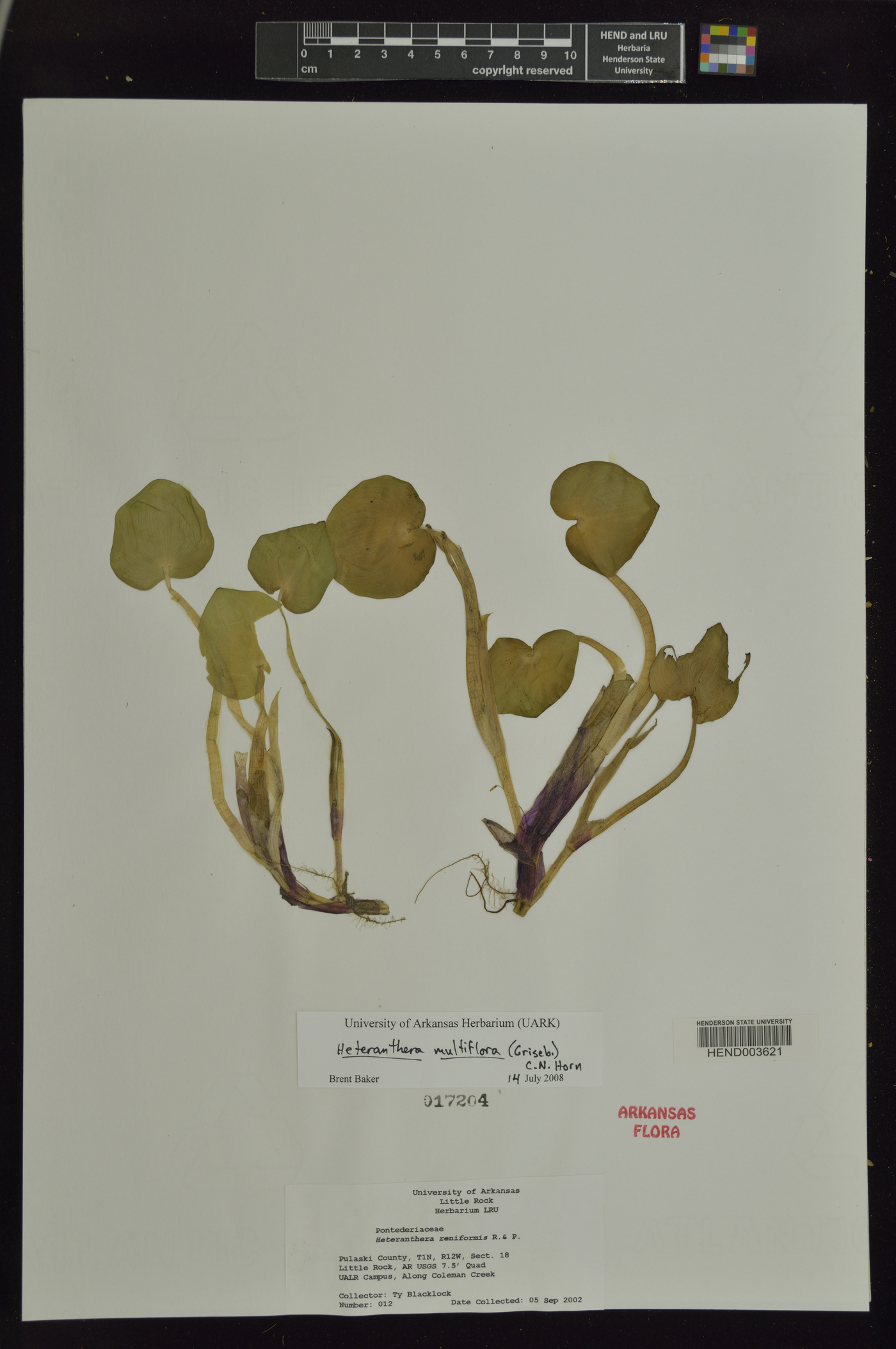 Heteranthera multiflora image