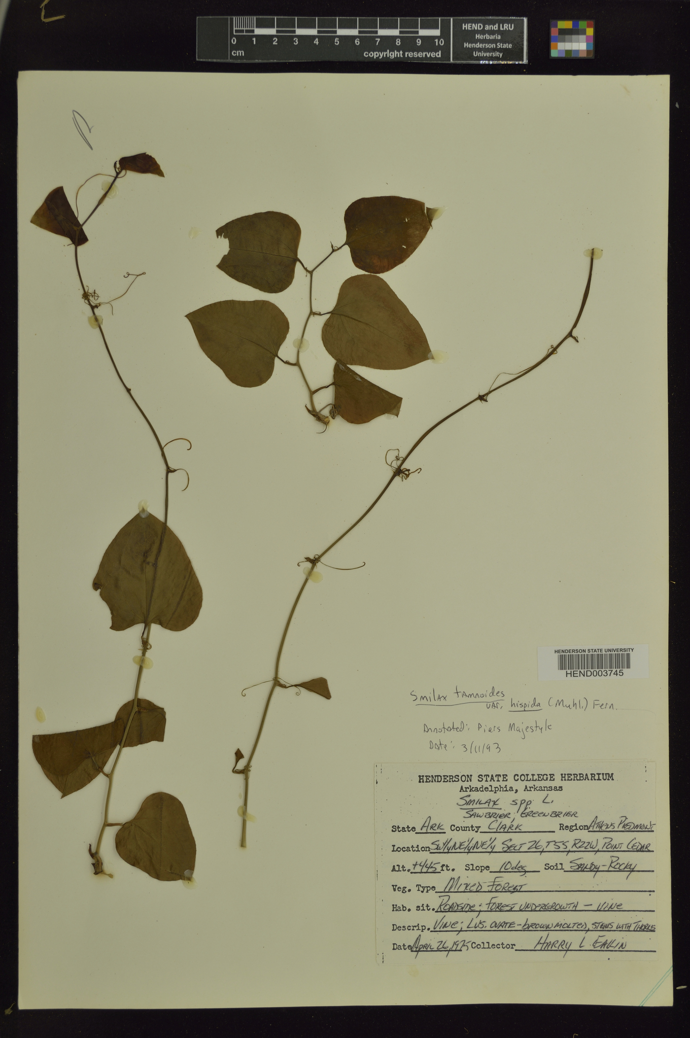 Smilax tamnoides var. hispida image