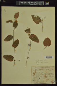 Smilax pumila image