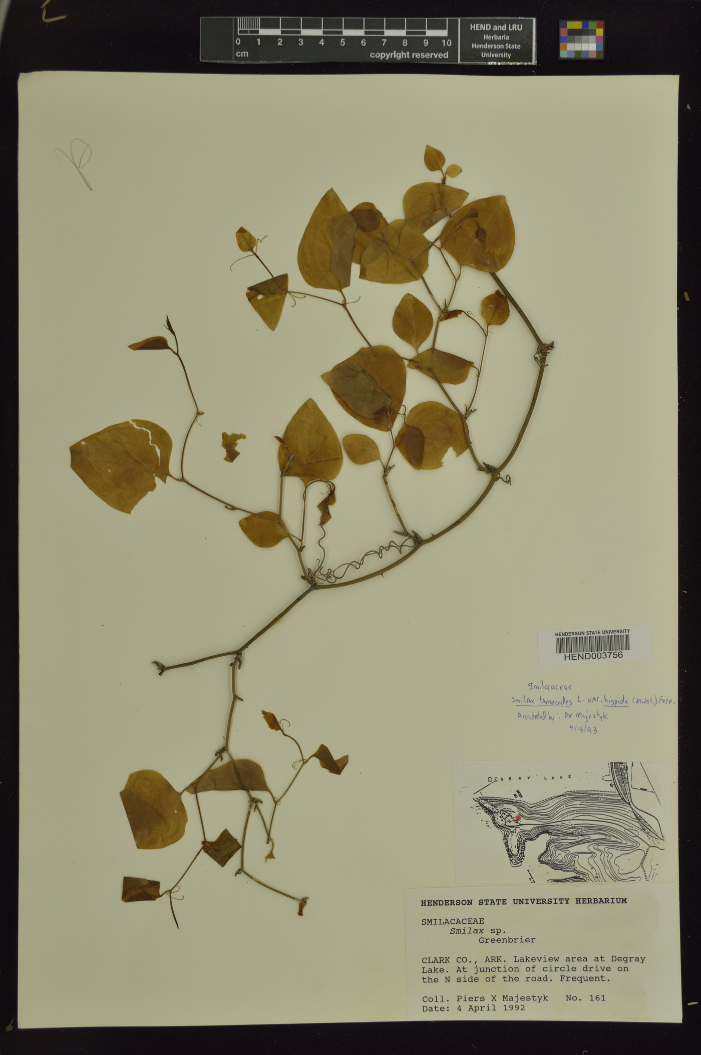 Smilax tamnoides var. hispida image
