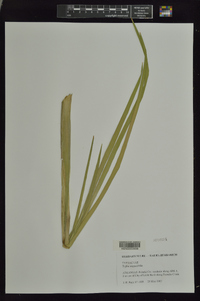 Typha angustifolia image