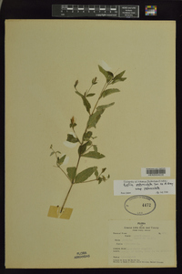 Ruellia pedunculata subsp. pedunculata image