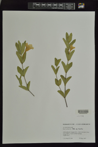 Ruellia humilis image