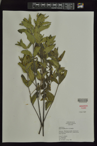 Ruellia humilis image