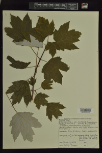 Acer rubrum var. rubrum image