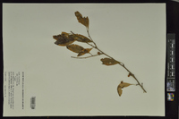 Ilex vomitoria image