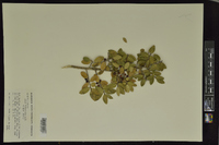 Ilex vomitoria image