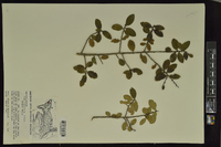 Ilex vomitoria image