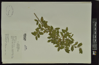 Ilex vomitoria image