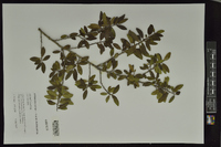 Ilex vomitoria image