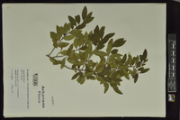 Ilex vomitoria image