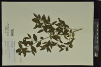 Ilex vomitoria image