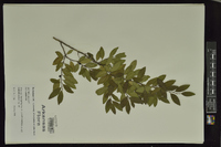 Ilex vomitoria image