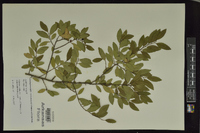 Ilex vomitoria image