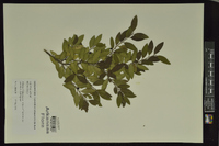 Ilex vomitoria image