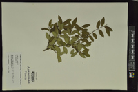 Ilex vomitoria image