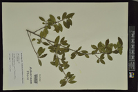 Ilex vomitoria image