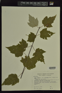 Acer rubrum var. trilobum image