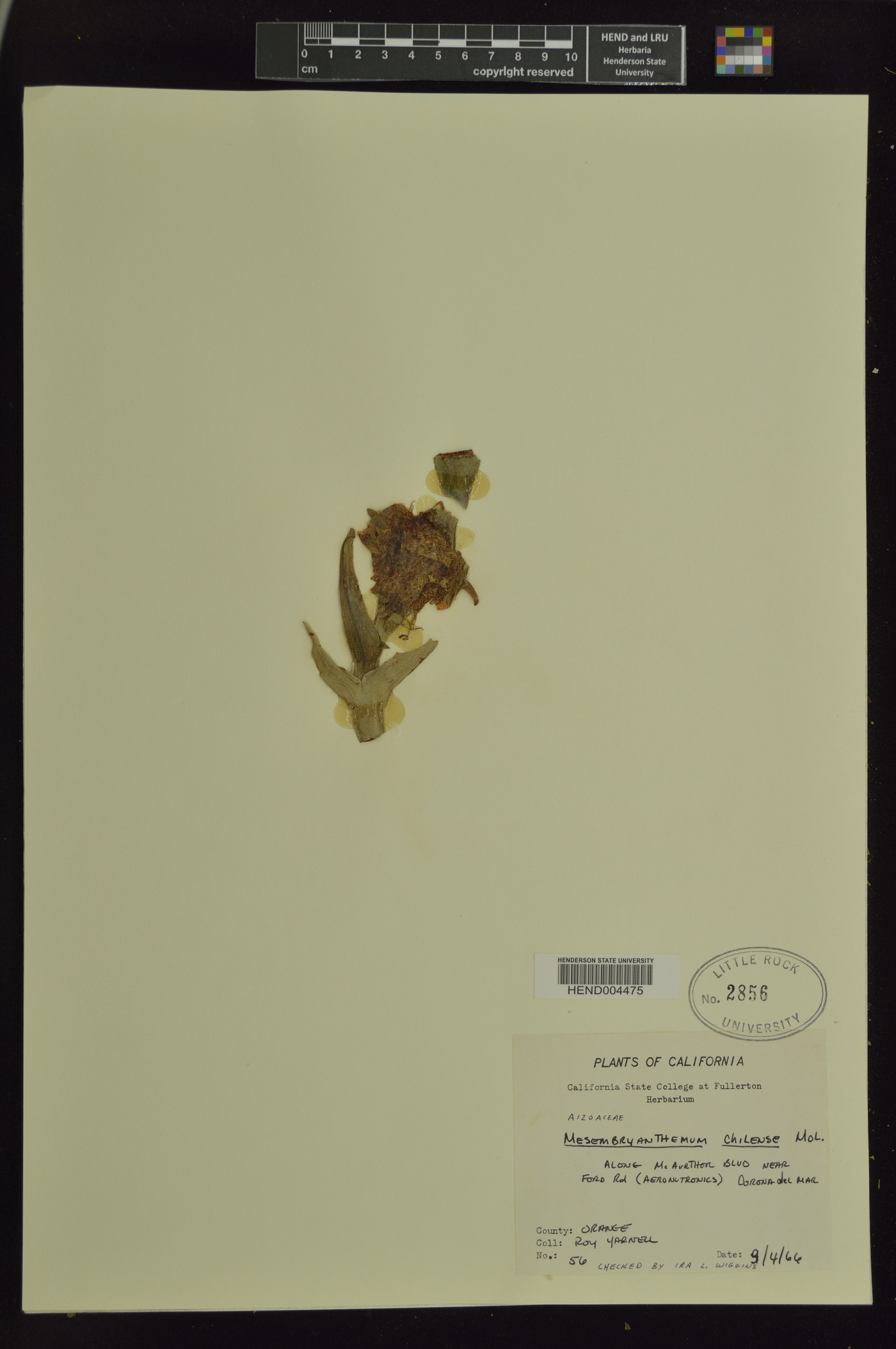 Carpobrotus chilensis image