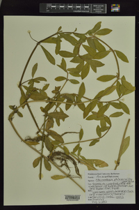 Alternanthera philoxeroides image