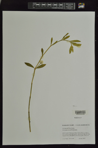 Alternanthera philoxeroides image