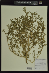 Amaranthus albus image