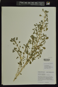 Amaranthus blitum image