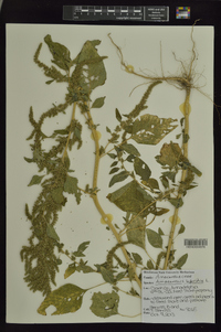 Amaranthus hybridus image