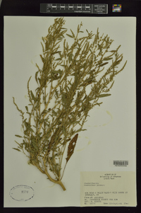 Amaranthus palmeri image